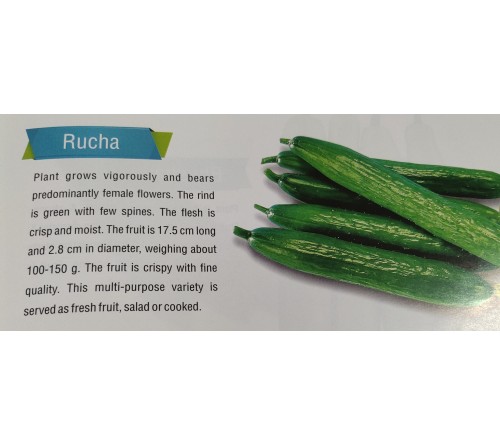 CUCUMBER- RUCHA F1