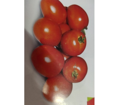 TOMATO