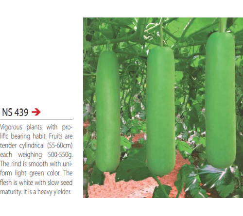 BOTTLE GOURD