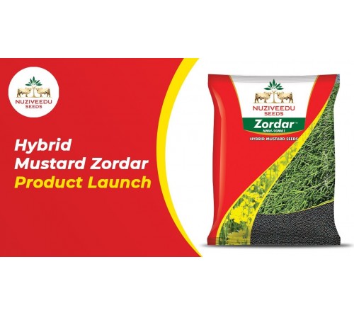 HYBRID MUSTARD SEEDS