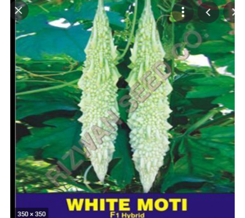 BITTER GOURD F1 - WHITE MOTI