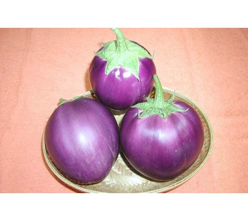 BRINJAL - SUPRIYA