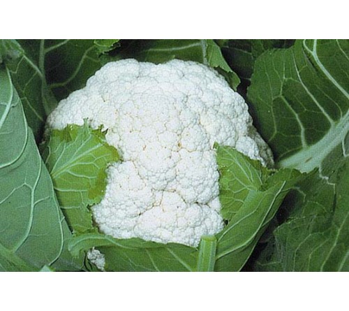 CAULIFLOWER   INDAM 9803 PLUS