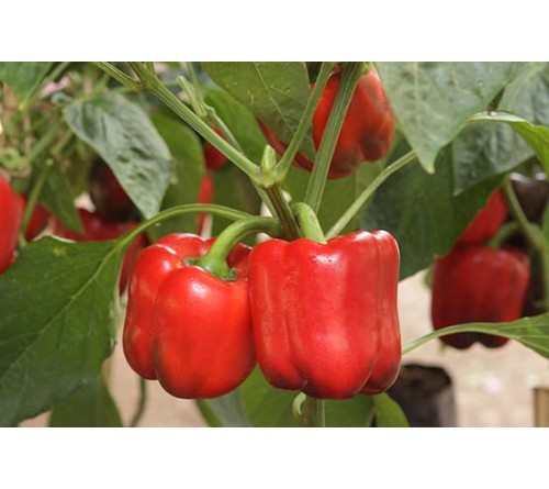 CAPSICUM - LAKSHMI F1