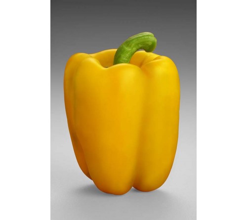 CAPSICUM - INDAM SUPER GOLD