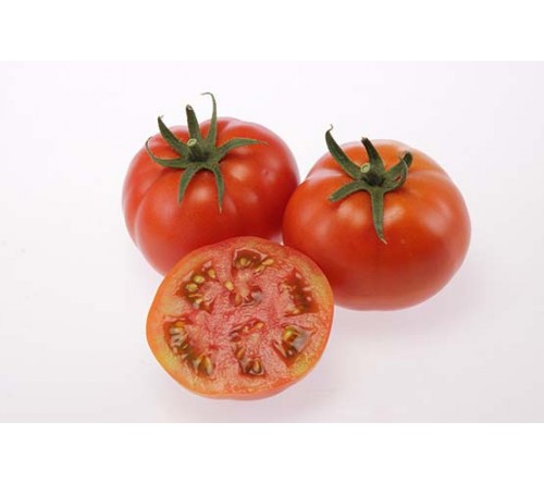 TOMATO F1 - INDAM-9802