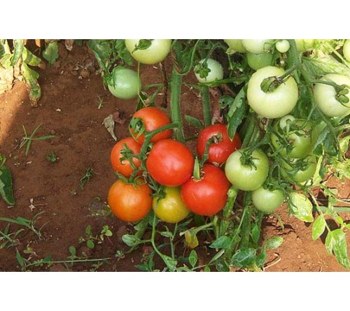 TOMATO F1 - INDAM-15