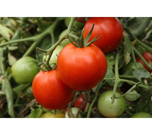 TOMATO F1 - INDAM-TMH-35