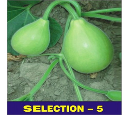 BOTTLE GOURD  -SELECTION 5 (OP) 