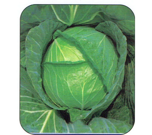 CABBAGE - DOLPHIN F1