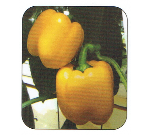 CAPSICUM - AYSA F1