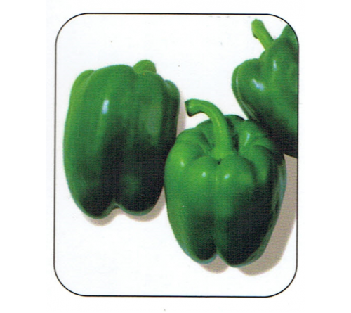 CAPSICUM - AULTAN F1