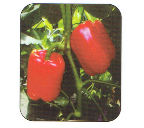 CAPSICUM - WISDOM F1