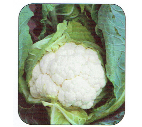 CAULIFLOWER F1 - MADHVI