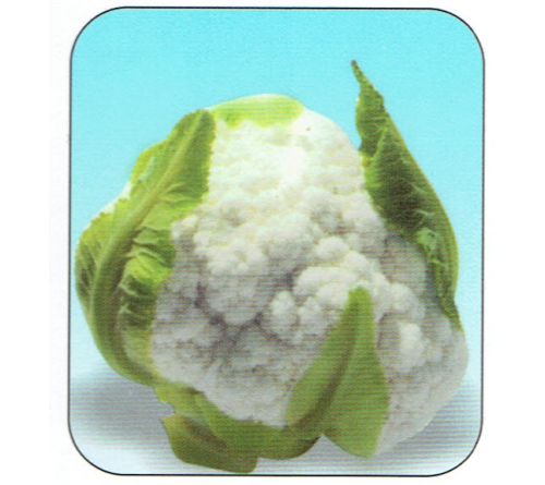 CAULIFLOWER F1 - SNOW DON