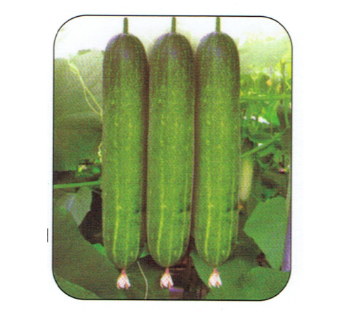 CUCUMBER F1 - BILAL