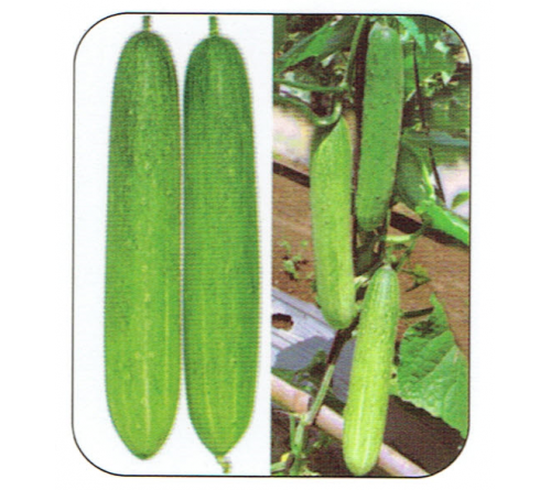 CUCUMBER F1 - DISCOVERY