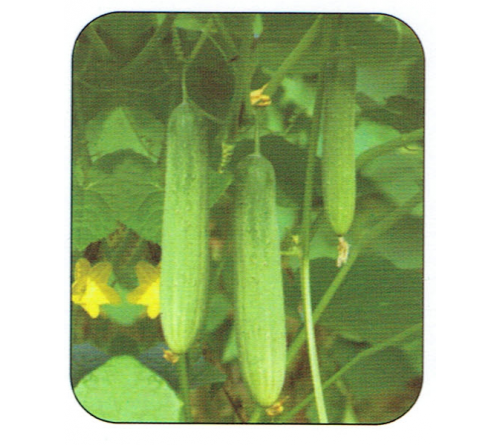 CUCUMBER F1 - GREEN STAR 2535