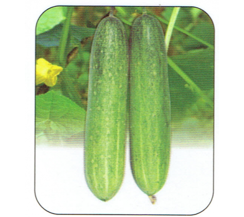 CUCUMBER F1 - LEADER