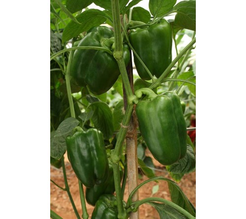 CAPSICUM - F1 HYBRID – INDAM MAHABHARATH