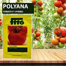 FITO TOMATO FERDINAND