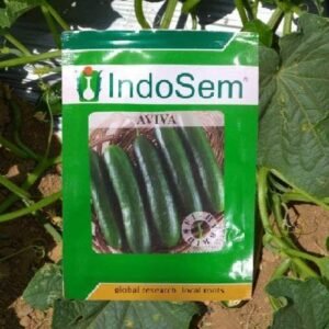 HYBRID CUCUMBER - ARIVA