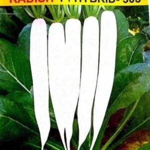 HYBRID-RADISH