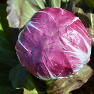 LEAF CHICORY