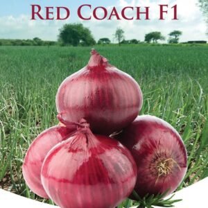 ONION - RED COACH
