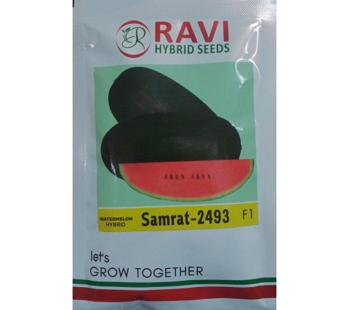 WATERMELON-SAMRAT-2493