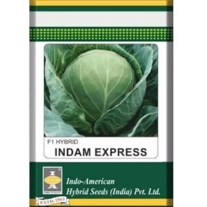 CABBAGE - INDAM EXPRESS