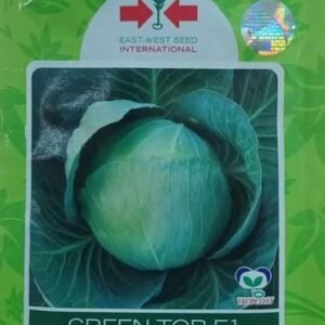 CABBAGE