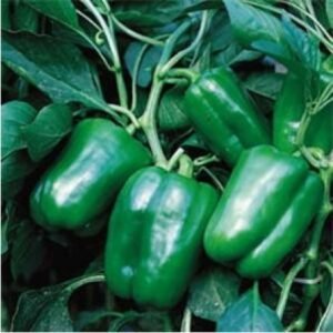 CAPSICUM - INDRA 1,500. Seeds