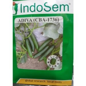 seedless cucumber Adiva